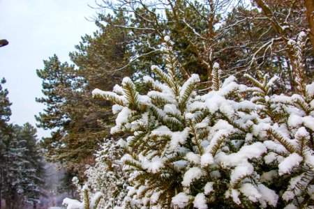 Téléchargez les photos : Green branches and leaves of Taxus baccata yew covered with snow in winter season. - en image libre de droit