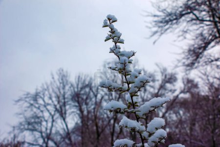 Foto de Pyracantha coccinea Firethorn under the snow. Garden in winter. - Imagen libre de derechos