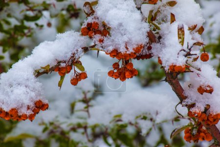 Foto de Pyracantha coccinea Firethorn under the snow. Garden in winter. - Imagen libre de derechos