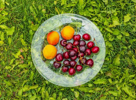 Téléchargez les photos : Assiette aux abricots et cerises sur fond de végétation verte. Concept d'alimentation saine. - en image libre de droit