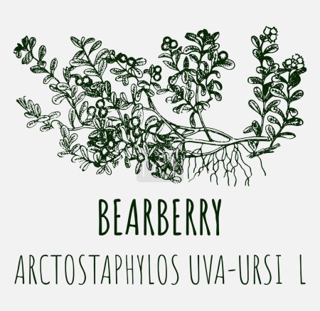 Zeichnungen von BEARBERRY. Handgezeichnete Illustration. Lateinischer Name ARCTOSTAPHYLOS UVA-URSI L.