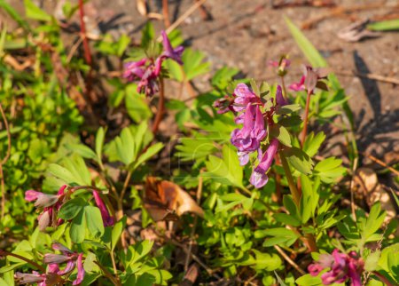 Photo for Close-up of corydalis solida or birdbush corydalis solida flowering with narrow flowers with long colorful spurs in spring - Royalty Free Image