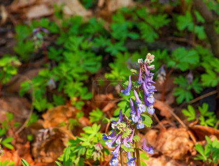 Photo for Close-up of corydalis solida or birdbush corydalis solida flowering with narrow flowers with long colorful spurs in spring - Royalty Free Image