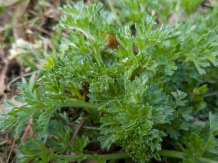 Photo for Close-up of fresh wormwood Artemisia absinthium L herb in the city park in early spring. Selective focus. - Royalty Free Image