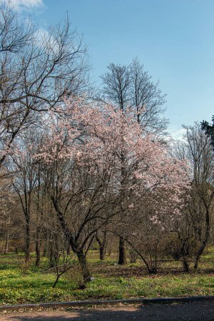 Téléchargez les photos : Amandier, Prunus dulcis fleurissant. Bush aux délicates fleurs roses. Fleurs printanières, fond floral printanier naturel. - en image libre de droit