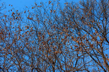 Árbol llamado sapindus saponaria, popularmente conocido como árbol de jabón, con cielo azul en el fondo