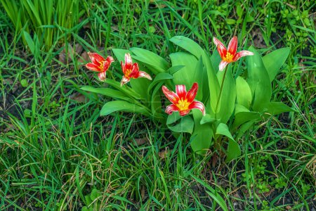 Téléchargez les photos : Tulipa schrenkii ou Tulipa suaveolens, tulipe de Schrenck, est une plante herbacée bulbeuse vivace des espèces de tulipes Tulipa de la famille des Liliaceae.. - en image libre de droit