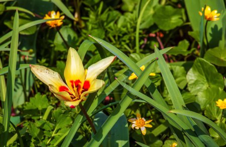 Téléchargez les photos : Tulipe Kaufmanniana jaune et rouge Tulipa Giuseppe Verdi fleurit dans un jardin en avril - en image libre de droit