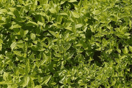 Foto de Ilustración de un fondo de follaje de jazmín verde en primavera antes de la floración. El nombre en latín es Philadelphus lemoine o Philadelphus L. - Imagen libre de derechos