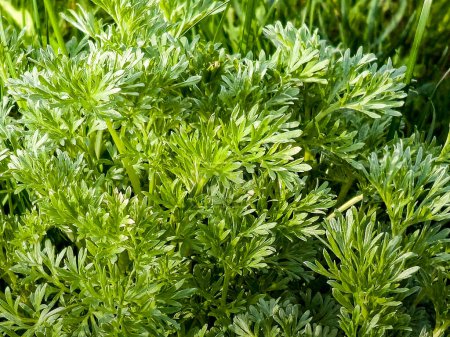 Photo for Closeup of fresh growing sweet wormwood Artemisia annua, sweet annie, annual mugwort grasses in the wild field, Artemisinin medicinal plant, natural green grass leaves texture wallpaper background - Royalty Free Image