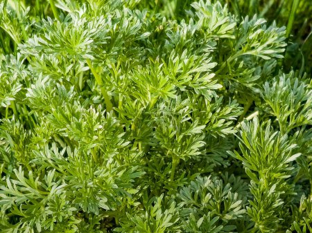Photo for Closeup of fresh growing sweet wormwood Artemisia annua, sweet annie, annual mugwort grasses in the wild field, Artemisinin medicinal plant, natural green grass leaves texture wallpaper background - Royalty Free Image