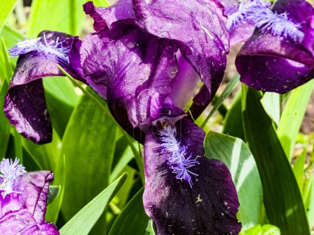 Téléchargez les photos : Iris pygmée ou iris nain Pumila Hybrida Caerulea fleurissant avec des fleurs simples violettes. Iris pumila. Fleurs sauvages sur le lit de fleurs au printemps. - en image libre de droit