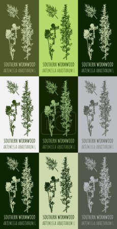 Photo for Set of drawing of SOUTHERN WORMWOOD in various colors. Hand drawn illustration. Latin name ARTEMISIA ABROTANUM L. - Royalty Free Image
