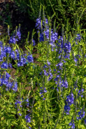 Photo for Blue flowers veronica chamaedrys close up on a meadow in sunny weather - Royalty Free Image