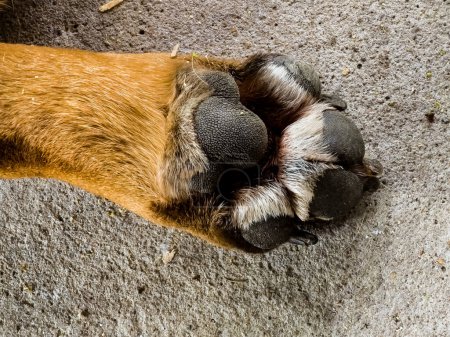Nahaufnahme einer Pfote einer gesunden Französischen Bulldogge mit regelmäßigen langen Nägeln. Inhalt für Tierkliniken.