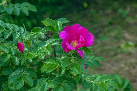Foto de Rosa Rosa Rugosa.Floreciente Rosa rugosa. Rosa japonesa. Flores de verano.Hojas verdes y flores rosadas. - Imagen libre de derechos