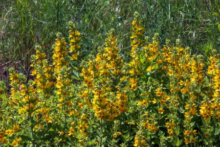schöne gelbe mehrjährige Blüten von lysimachia punctata wachsen im Sommergarten.