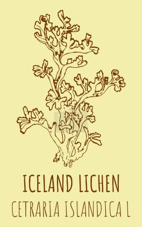 Drawings ICELAND LICHEN. Hand drawn illustration. Latin name CETRARIA ISLANDICA L.