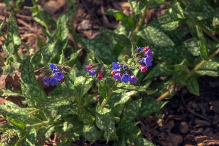 Photo for Pulmonaria officinalis wild flowering woodland plant, group of blue violet purple pink flowers in bloom, green leaves - Royalty Free Image