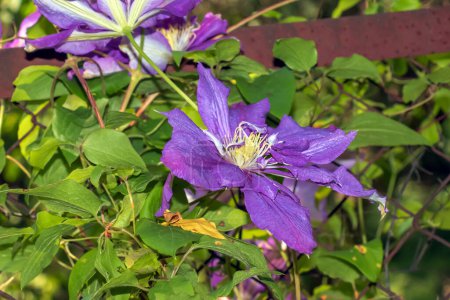 Foto de Primer plano de Clematis viticella o Espíritu polaco flor púrpura en el jardín - Imagen libre de derechos