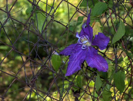 Foto de Primer plano de Clematis viticella o Espíritu polaco flor púrpura en el jardín - Imagen libre de derechos
