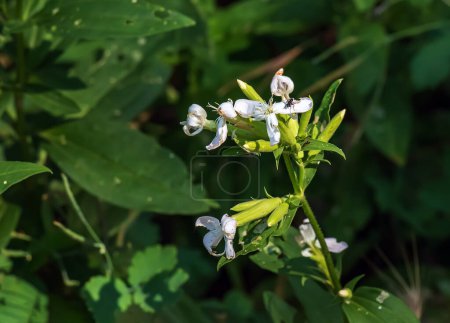 Photo for Saponaria officinalis blooms in July. Saponaria officinalis, common soapwort, bouncing-bet, crow soap, wild sweet William, and soapweed, is a common perennial plant from the family Caryophyllaceae. - Royalty Free Image