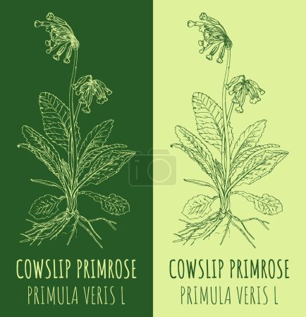 Photo for Drawing COWSLIP PRIMROSE. Hand drawn illustration. The Latin name is PRIMULA VERIS L. - Royalty Free Image