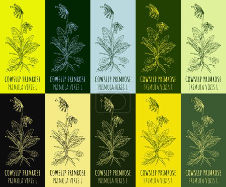 Photo for Set of  drawing COWSLIP PRIMROSE in various colors. Hand drawn illustration. The Latin name is PRIMULA VERIS L. - Royalty Free Image