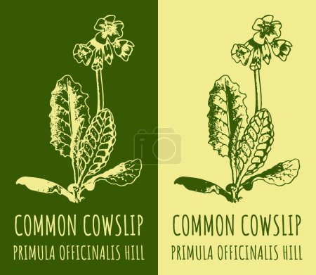 Photo for Drawing COWSLIP PRIMROSE. Hand drawn illustration. The Latin name is PRIMULA VERIS L. - Royalty Free Image