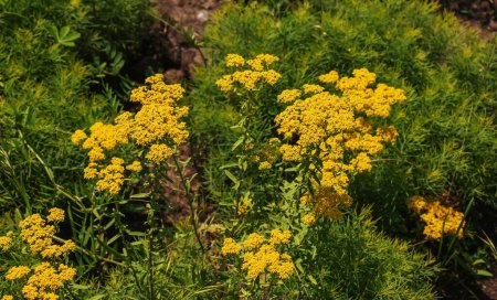 Téléchargez les photos : Yeux jaunes en fleurs, nom scientifique Achillea arabica - en image libre de droit