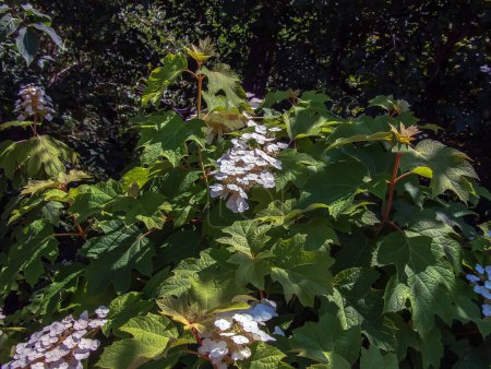 Foto de Gorra blanca de encaje hydrangea quercifolia en flor en los meses de verano - Imagen libre de derechos
