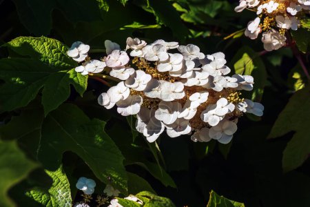 Photo for White lace cap hydrangea quercifolia in bloom in the summer months - Royalty Free Image