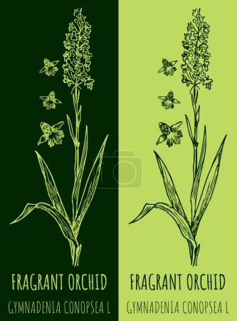 Photo for Drawing FRAGRANT ORCHID . Hand drawn illustration. The Latin name is GYMNADENIA CONOPSEA L. - Royalty Free Image