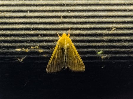 Photo for Closeup of Corn Earworm Moth or Helicoverpa zea against a glowing lamp in the evening. - Royalty Free Image