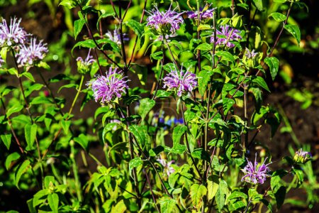 Téléchargez les photos : La bergamote sauvage Monarda fistulosa est une fleur sauvage de la famille des Lamiaceae, répandue et abondante comme plante indigène dans une grande partie de l'Amérique du Nord.. - en image libre de droit