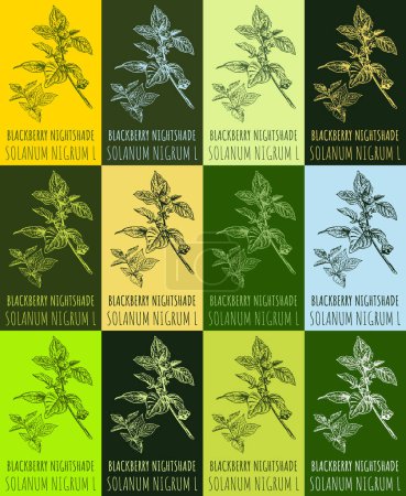 Photo for Set of drawing of BLACKBERRY NIGHTSHADE in various colors. Hand drawn illustration. Latin name SOLANUM NIGRUM L. - Royalty Free Image