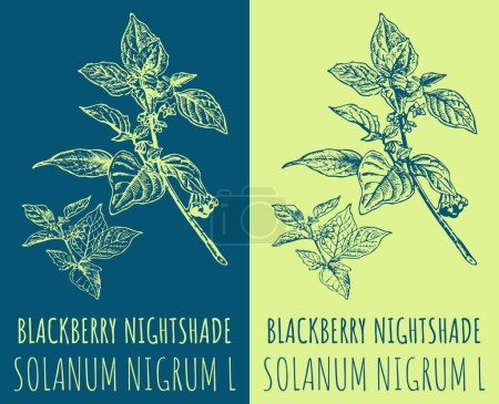 Photo for Drawings BLACKBERRY NIGHTSHADE. Hand drawn illustration. Latin name SOLANUM NIGRUM L. - Royalty Free Image