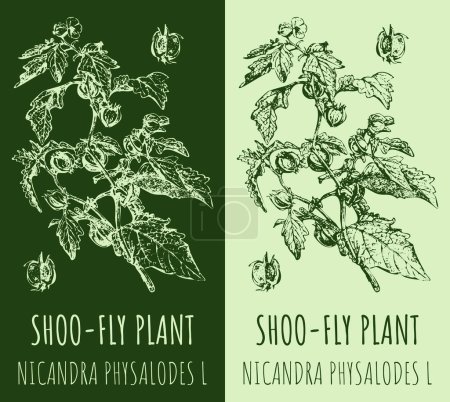 Photo for Drawings SHOO-FLY PLANT. Hand drawn illustration. Latin name NICANDRA PHYSALODES L. - Royalty Free Image