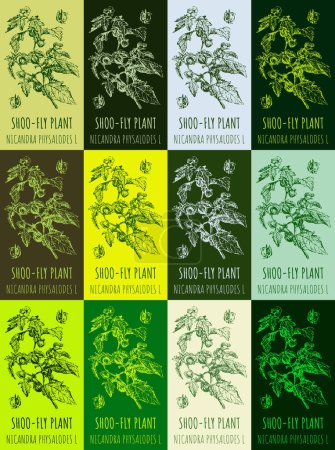 Téléchargez les photos : Jeu de dessin de SHOO-FLY PLANT en différentes couleurs. Illustration dessinée à la main. Nom latin NICANDRA PHYSALODES L. - en image libre de droit