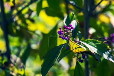 Foto de Callicarpa japonica o rama japonesa beautyberry con hojas y racimos grandes bayas púrpuras de cerca. - Imagen libre de derechos