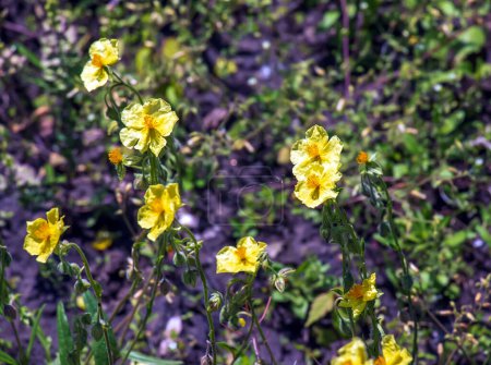 Photo for Helianthemum nummularium, Common Rockrose Little Sun-Flower. Wild plant shot in spring. - Royalty Free Image