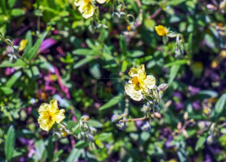 Foto de Helianthemum nummularium, Common Rockrose Little Sun-Flower. Planta salvaje disparada en primavera. - Imagen libre de derechos