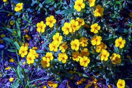 Foto de Helianthemum nummularium, Common Rockrose Little Sun-Flower. Planta salvaje disparada en primavera. - Imagen libre de derechos