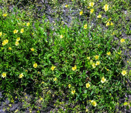 Photo for Helianthemum nummularium, Common Rockrose Little Sun-Flower. Wild plant shot in spring. - Royalty Free Image