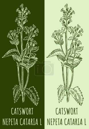 Photo for Drawings CATSWORT. Hand drawn illustration. Latin name NEPETA CATARIA L. - Royalty Free Image