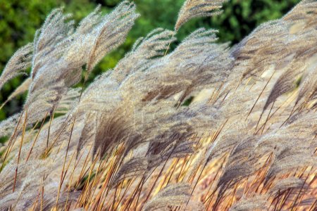 Miscanthus sinensis sways in the wind. Beautiful tall grass in the sun sways in the wind