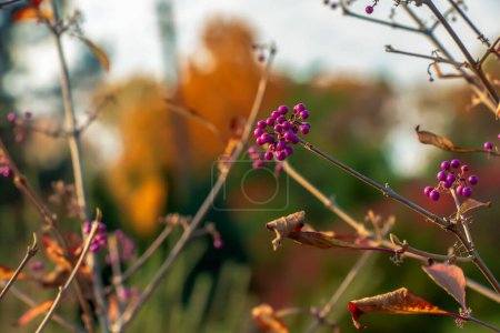 Foto de La belleza japonesa o Callicarpa japonica en otoño en el Jardín Botánico de Dnpropetrovsk en Ucrania. - Imagen libre de derechos