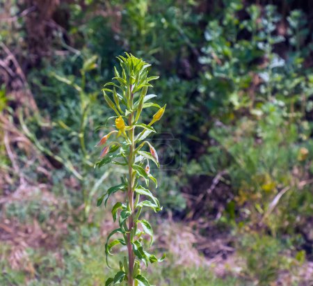 Foto de Oenothera biennis florece en julio. Oenothera biennis es una especie de planta fanerógama perteneciente a la familia Onagraceae.. - Imagen libre de derechos
