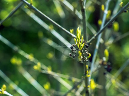 Foto de La belleza japonesa o Callicarpa japonica en primavera en el Jardín Botánico de Dnepropetrovsk en Ucrania. - Imagen libre de derechos