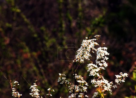 Foto de Thunbergii eadowsweet o Spiraea thunbergii flores. Rosaceae arbusto caducifolio. De marzo a mayo, pequeñas flores blancas con 5 pétalos se ponen en toda la rama. - Imagen libre de derechos